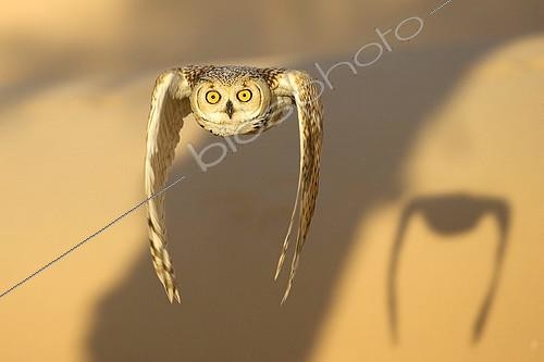 Biosphoto | 474213 | Grand Duke Desert flight, United Arab Emirates | &copy; Xavier Eichaker / Biosphoto