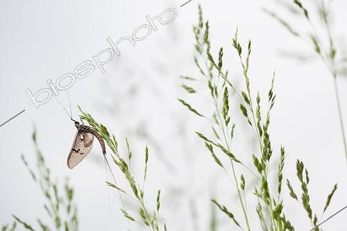 Biosphoto | 2048433 | Grand Ephémère sur épillets - France | &copy; Eric Ferry / Biosphoto