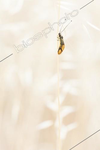 Biosphoto | 2027318 | Grand fourmilion sur une tige dans la garrigue - France | &copy; Patrick Goujon / Biosphoto