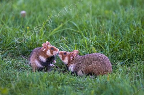 Biosphoto | 2610340 | Grand hamster ou Hamster d'Europe (Cricetus cricetus), couple dans une prairie, Parc national de Neusiedlsee, Autriche | &copy; Emile Barbelette / Biosphoto