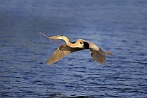 Biosphoto | 2608794 | Grand Héron (Ardea herodias), adulte en plumage nuptial, volant avec du matériel de nidification, Venice Rookery, Floride, USA | &copy; Jürgen & Christine S / imageBROKER / Biosphoto