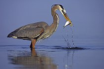 Biosphoto | 2608769 | Grand Héron (Ardea herodias), avec sa proie, un poisson, Ft. De Soto Park, Everglades NP, Florida, USA | &copy; McPHOTO / Mathias Sc / imageBROKER / Biosphoto
