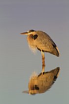 Biosphoto | 2608778 | Grand Héron (Ardea herodias), Floride, États-Unis | &copy; BIA / imageBROKER / Biosphoto