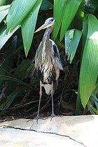 Biosphoto | 2395140 | Grand héron bleu (Ardea herodias) au sol, Costa Rica | &copy; Jean-François Noblet / Biosphoto