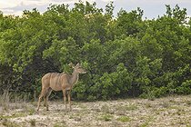 Biosphoto | 2601766 | Grand koudou (Tragelaphus strepsiceros) , Namibie, Afrique | &copy; Alain Roux / Biosphoto