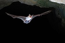 Biosphoto | 2588311 | Grand murin (Myotis myotis) en vol à la sortie d'une cavitée dans le Calvados, Normandie, France | &copy; Michael Adam / Biosphoto