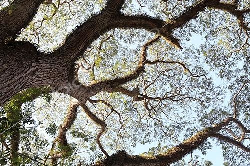 Biosphoto | 1571162 | Grand old tree on the banks of the Mekong in Laos  | &copy; Antoine Boureau / Biosphoto