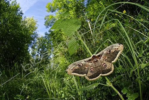 Biosphoto | 2399895 | Grand paon de nuit (Saturnia pyri) sur la végétation, Prairies du Fouzon, Loir-et-Cher, France | &copy; Bruno Guénard / Biosphoto