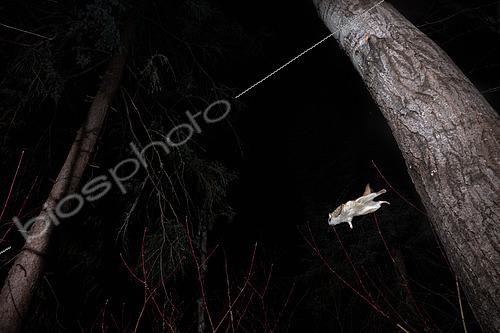 Biosphoto | 2580879 | Grand polatouche (Glaucomys sabrinus) en vol, Région du Saguenay lac St Jean, Province du Québec, Canada | &copy; Fabrice Simon / Biosphoto