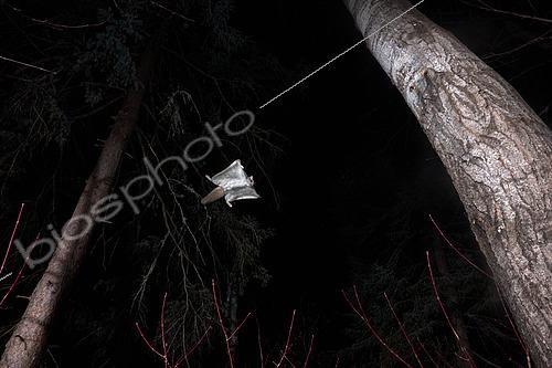 Biosphoto | 2580880 | Grand polatouche (Glaucomys sabrinus) en vol, Région du Saguenay lac St Jean, Province du Québec, Canada | &copy; Fabrice Simon / Biosphoto