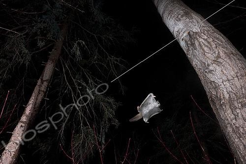 Biosphoto | 2580882 | Grand polatouche (Glaucomys sabrinus) en vol, Région du Saguenay lac St Jean, Province du Québec, Canada | &copy; Fabrice Simon / Biosphoto