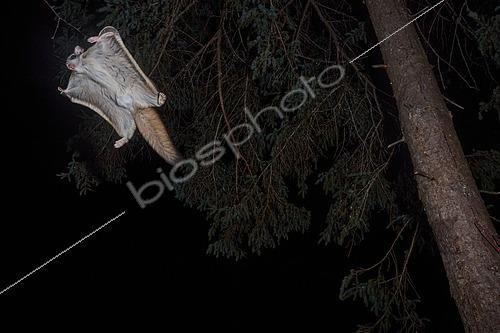 Biosphoto | 2580890 | Grand polatouche (Glaucomys sabrinus) en vol, Région du Saguenay lac St Jean, Province du Québec, Canada | &copy; Fabrice Simon / Biosphoto