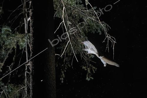 Biosphoto | 2580891 | Grand polatouche (Glaucomys sabrinus) en vol, Région du Saguenay lac St Jean, Province du Québec, Canada | &copy; Fabrice Simon / Biosphoto