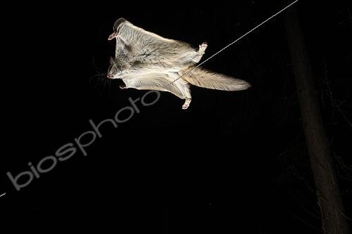 Biosphoto | 2580894 | Grand polatouche (Glaucomys sabrinus) en vol, Région du Saguenay lac St Jean, Province du Québec, Canada | &copy; Fabrice Simon / Biosphoto