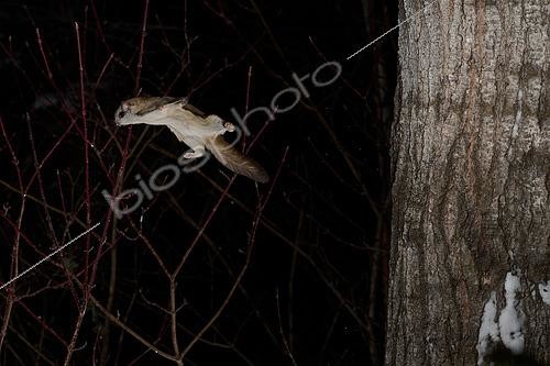 Biosphoto | 2580899 | Grand polatouche (Glaucomys sabrinus) en vol, Région du Saguenay lac St Jean, Province du Québec, Canada | &copy; Fabrice Simon / Biosphoto