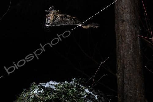 Biosphoto | 2580902 | Grand polatouche (Glaucomys sabrinus) en vol, Région du Saguenay lac St Jean, Province du Québec, Canada | &copy; Fabrice Simon / Biosphoto