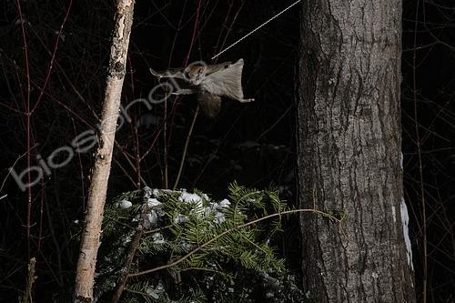Biosphoto | 2580906 | Grand polatouche (Glaucomys sabrinus) en vol, Région du Saguenay lac St Jean, Province du Québec, Canada | &copy; Fabrice Simon / Biosphoto