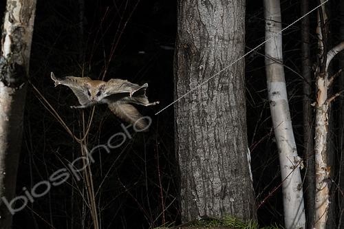Biosphoto | 2580908 | Grand polatouche (Glaucomys sabrinus) en vol, Région du Saguenay lac St Jean, Province du Québec, Canada | &copy; Fabrice Simon / Biosphoto