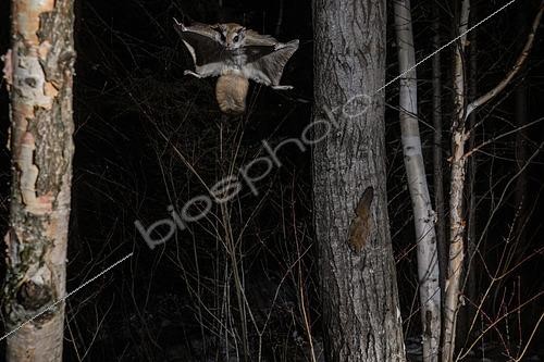 Biosphoto | 2580910 | Grand polatouche (Glaucomys sabrinus) en vol, Région du Saguenay lac St Jean, Province du Québec, Canada | &copy; Fabrice Simon / Biosphoto