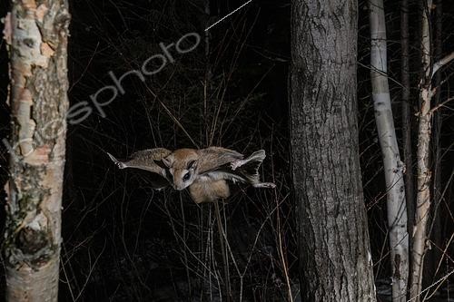 Biosphoto | 2580911 | Grand polatouche (Glaucomys sabrinus) en vol, Région du Saguenay lac St Jean, Province du Québec, Canada | &copy; Fabrice Simon / Biosphoto