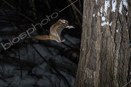 Biosphoto | 2580885 | Grand polatouche (Glaucomys sabrinus) en vol, se posant sur un tronc, Région du Saguenay lac St Jean, Province du Québec, Canada | &copy; Fabrice Simon / Biosphoto
