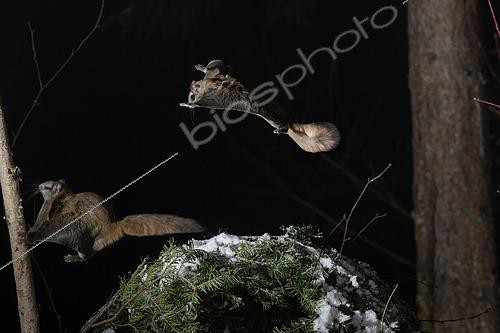 Biosphoto | 2580901 | Grand polatouche (Glaucomys sabrinus) en vol, se posant sur un tronc, Région du Saguenay lac St Jean, Province du Québec, Canada | &copy; Fabrice Simon / Biosphoto