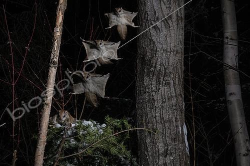 Biosphoto | 2580904 | Grand polatouche (Glaucomys sabrinus) en vol, se posant sur un tronc, Région du Saguenay lac St Jean, Province du Québec, Canada | &copy; Fabrice Simon / Biosphoto