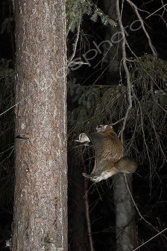 Biosphoto | 2580905 | Grand polatouche (Glaucomys sabrinus) en vol, se posant sur un tronc, Région du Saguenay lac St Jean, Province du Québec, Canada | &copy; Fabrice Simon / Biosphoto
