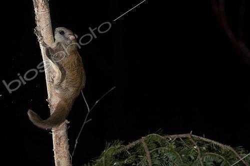 Biosphoto | 2580912 | Grand polatouche (Glaucomys sabrinus), se posant sur un tronc, Région du Saguenay lac St Jean, Province du Québec, Canada | &copy; Fabrice Simon / Biosphoto