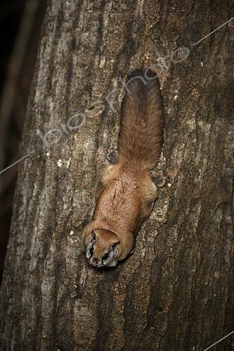 Biosphoto | 2580892 | Grand polatouche (Glaucomys sabrinus) sur le tronc d'un peuplier faux tremble, Région du Saguenay lac St Jean, Province du Québec, Canada | &copy; Fabrice Simon / Biosphoto