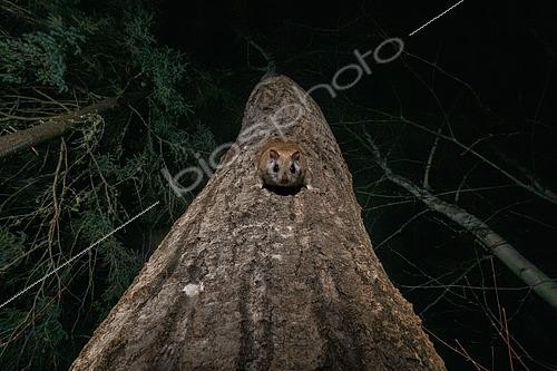 Biosphoto | 2580895 | Grand polatouche (Glaucomys sabrinus) sur le tronc d'un peuplier faux tremble, Région du Saguenay lac St Jean, Province du Québec, Canada | &copy; Fabrice Simon / Biosphoto
