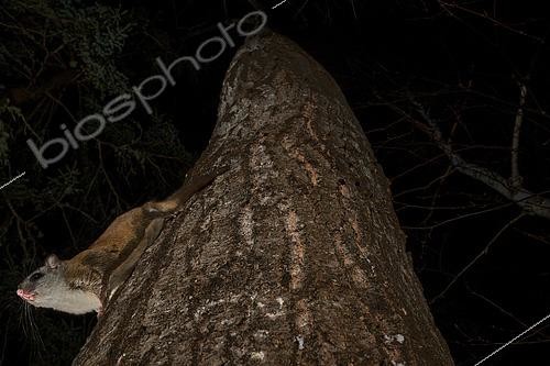 Biosphoto | 2580896 | Grand polatouche (Glaucomys sabrinus) sur le tronc d'un peuplier faux tremble, Région du Saguenay lac St Jean, Province du Québec, Canada | &copy; Fabrice Simon / Biosphoto