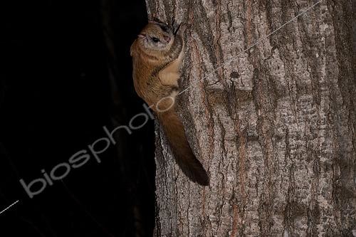 Biosphoto | 2580898 | Grand polatouche (Glaucomys sabrinus) sur le tronc d'un peuplier faux tremble, Région du Saguenay lac St Jean, Province du Québec, Canada | &copy; Fabrice Simon / Biosphoto