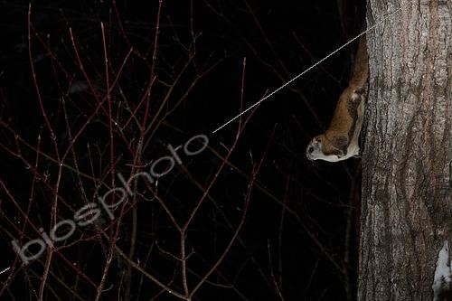 Biosphoto | 2580900 | Grand polatouche (Glaucomys sabrinus) sur le tronc d'un peuplier faux tremble, Région du Saguenay lac St Jean, Province du Québec, Canada | &copy; Fabrice Simon / Biosphoto