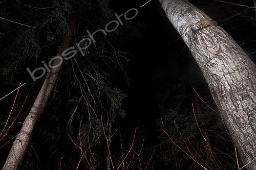 Biosphoto | 2580878 | Grand polatouche (Glaucomys sabrinus) sur un tronc, Région du Saguenay lac St Jean, Province du Québec, Canada | &copy; Fabrice Simon / Biosphoto