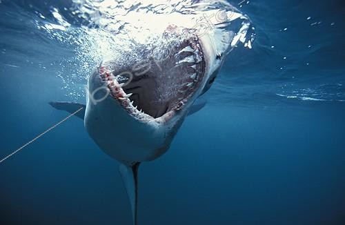 Biosphoto | 700390 | Grand Requin blanc Afrique du Sud | &copy; Brandon Cole / Biosphoto