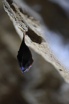 Biosphoto | 2621524 | Grand rhinolophe (Rhinolophus ferrumequinum) suspendu à une paroi calcaire durant la période d'hibernation, France | &copy; Christophe Perelle / Biosphoto