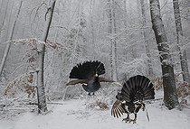 Biosphoto | 2462371 | Grand Tétras (Tetrao urogallus) combat ,Parc national du Bayerischerwald, Allemagne - Photomontage | &copy; Michel Rauch / Biosphoto