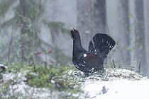 Biosphoto | 2600557 | Grand Tétras (Tetrao urogallus), Finlande | &copy; Jean-Paul Chatagnon / Biosphoto