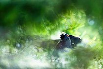 Biosphoto | 2601919 | Grand tétras (Tetrao urogallus) mâle dans l'herbe, montagnes Tatras, Slovaquie. | &copy; Ervin Horesnyík / Biosphoto