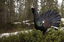 Biosphoto | 2467526 | Grand Tétras (Tetrao urogallus) mâle en parade, Coq fou, Jura français, France | &copy; Olivier Born / Biosphoto