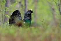 Biosphoto | 2577002 | Grand Tétras, (Tetrao urogallus), mâle fou, en parade dans la foret boréale de Laponie Finlandaise | &copy; Michael Adam / Biosphoto