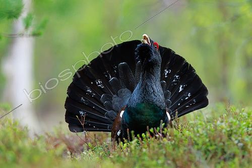 Biosphoto | 2577006 | Grand Tétras, (Tetrao urogallus), mâle fou, en parade dans la foret boréale de Laponie Finlandaise | &copy; Michael Adam / Biosphoto