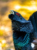 Biosphoto | 2601918 | Grand Tétras (Tetrao urogallus) mâle, montagnes Tatras, Slovaquie | &copy; Ervin Horesnyík / Biosphoto