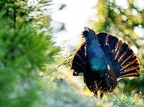 Biosphoto | 2601915 | Grand Tétras (Tetrao urogallus) mâle paradant, montagnes Tatras, Slovaquie | &copy; Ervin Horesnyík / Biosphoto