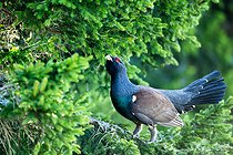 Biosphoto | 2601920 | Grand tétras (Tetrao urogallus) mâle sur une branche, montagnes Tatras, Slovaquie. | &copy; Ervin Horesnyík / Biosphoto