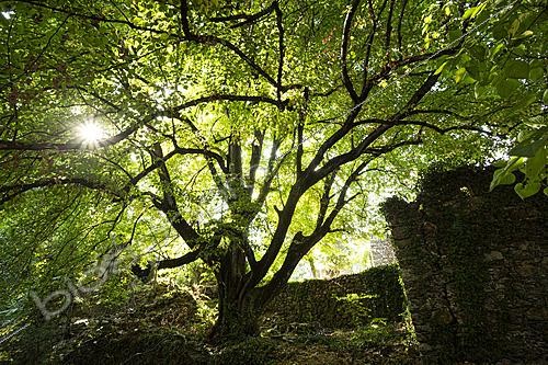 Biosphoto | 2628281 | Grand tilleul avec ruines au Hameau de Paillerols, Cévennes, France | &copy; Philippe Lebeaux / Biosphoto