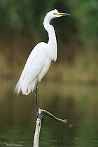 Biosphoto | 2588303 | Grande Aigrette (Ardea alba) adulte en période nuptiale sur une branche - présence de la coloration verte à la base du bec - France | &copy; Christophe Perelle / Biosphoto
