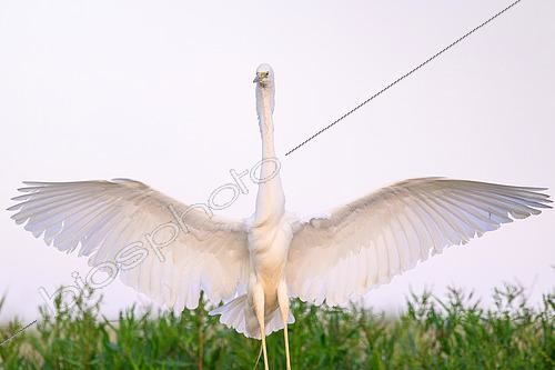 Biosphoto | 2601661 | Grande Aigrette (Ardea alba) se posant, ailes écartées, Hongrie | &copy; Régis Cavignaux / Biosphoto
