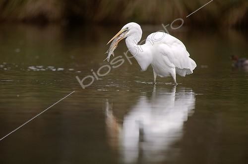 Biosphoto | 912675 | Grande Aigrette avalant un Brochet dans une rivière France | &copy; Christian Décout / Biosphoto